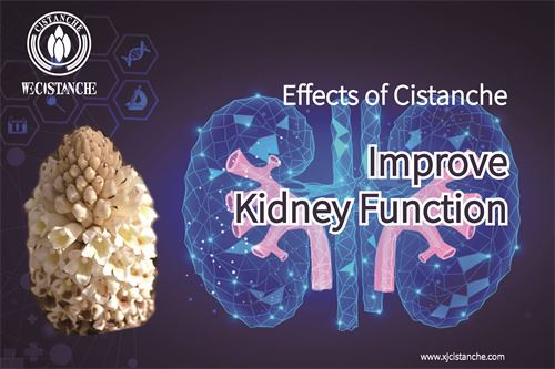 Cistanche can reduce the symptoms of nephropathy related to the COVID-19 Cistanche can reduce the symptoms of nephropathy related to the COVID-19