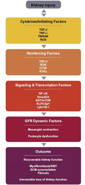The Role of Nrf2  for Chronic Inflflammation in Chronic Kidney Disease Progression