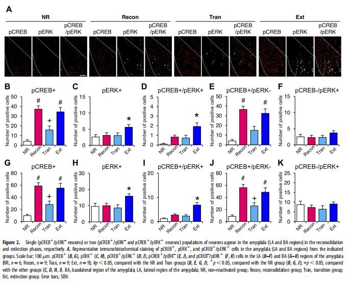 Single (pCREB1/pERK– neurons)