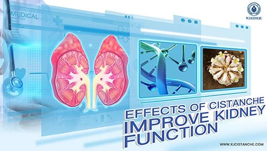 Cistanche can treat chronic kidney disease Cistanche can treat chronic kidney disease
