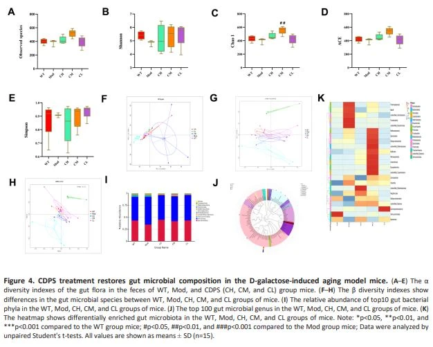 Figure 4. CDPS treatment restores gut microbial composition in the D-galactose-induced aging model mice.