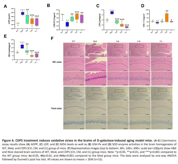 Figure 6. CDPS treatment reduces oxidative stress in the brains of D-galactose-induced aging model mice