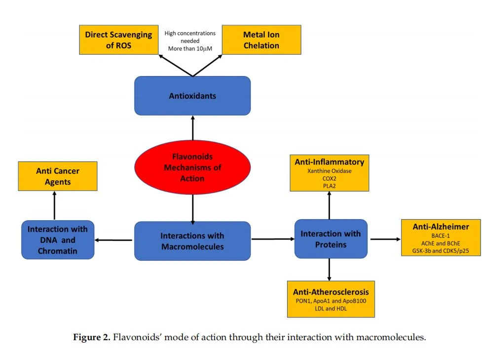 s' mode of action through their interaction with macromole