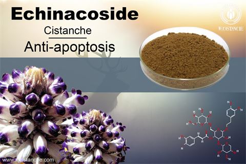 Echinacoside- Anti-apoptosis 1