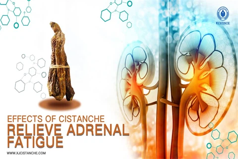 cistanche nedir：relieve adrenal fatigue