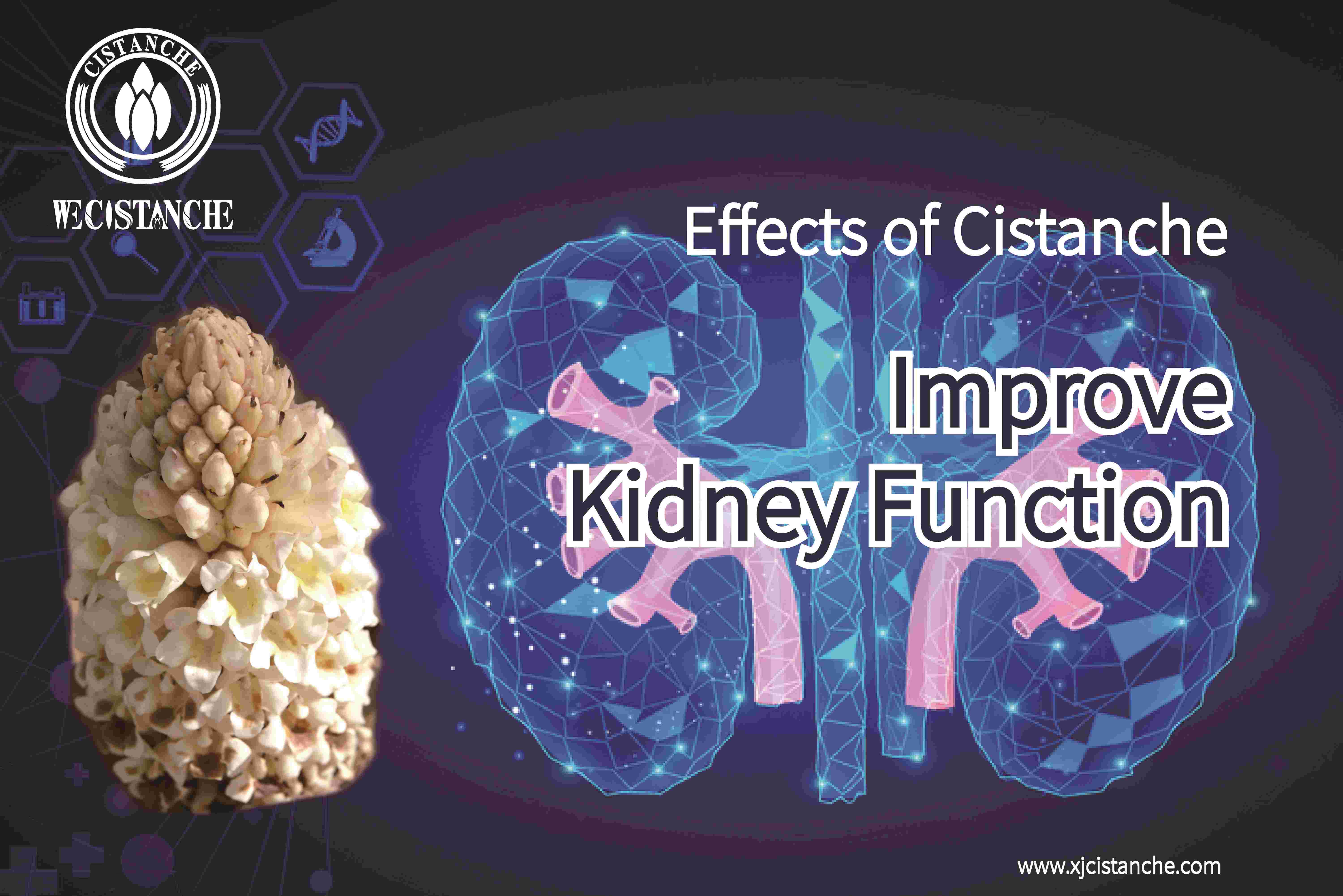 the best herb for kidney the best herb for kidney