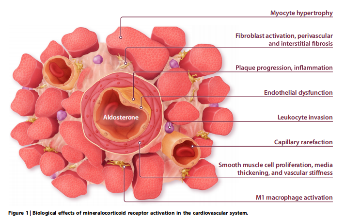  Biological effects of mineralocorticoid