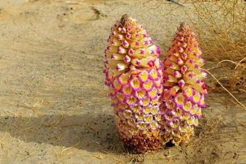 Cistanche manufacturer