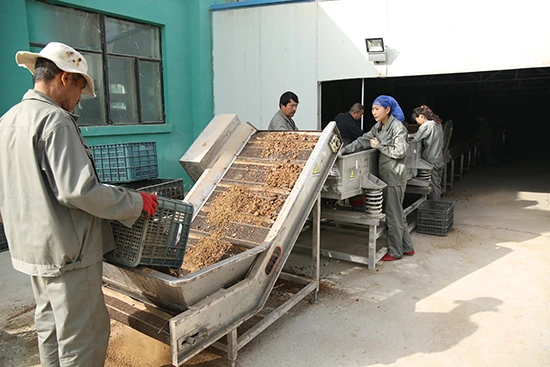 Cistanche manufacturer