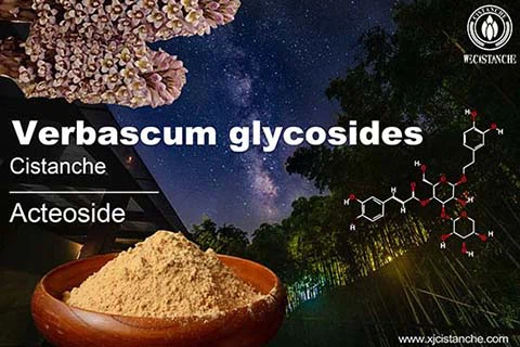 best herbs for kidneys