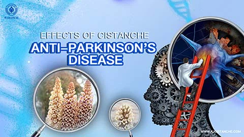 best herbs for kidneys