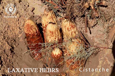 best herbs for kidneys