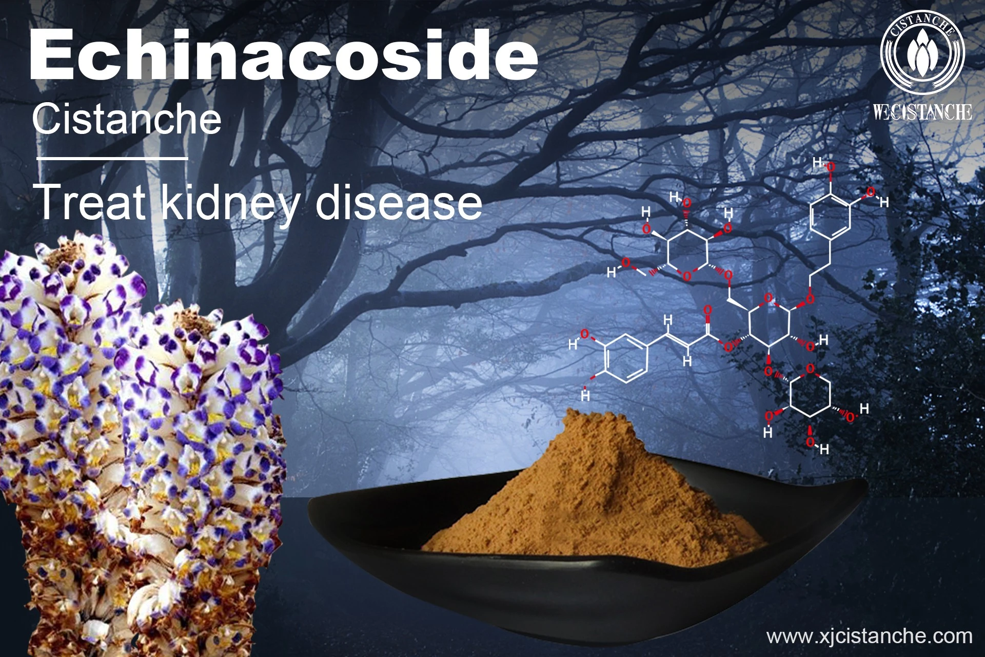 treat kidney disease