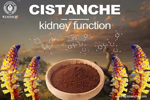 cistanche-kidney function-559