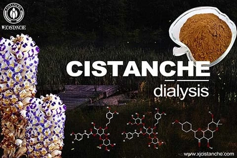 Cistanche-kidney dialysis-624