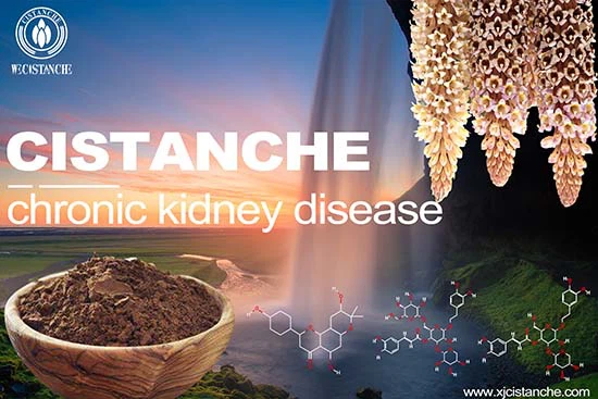 Cistanche Chronic Kidney Disease