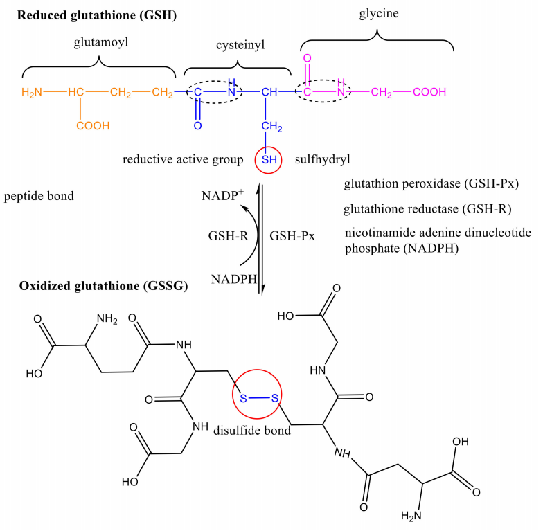 cistanche anti-oxidation research