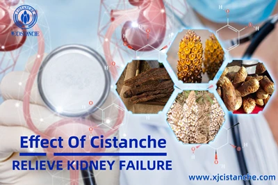 Cistanche benefits