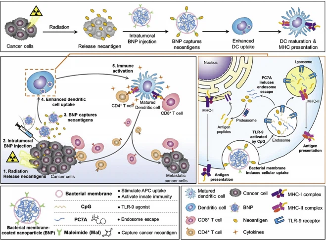 Figure 11 In situ vaccine elicited by combined RT þ BNP. Reprinted with the permission from Ref. 217. Copyright ª 2019 John Wiley and Sons Group.