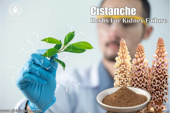 CISTANCHE TO WORK FOR KIDNEY DISEASE PATIENTS